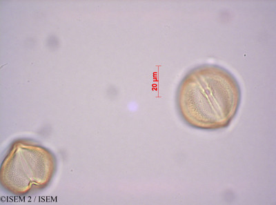 Elephantorrhiza burkei - lame n° 43229